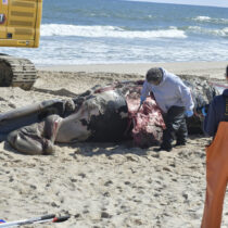 A team from AMSEAS  performs an necropsy on a minke whale that washed up on Mecox Beach in Bridgehampton on Wednesday.  DANA SHAW