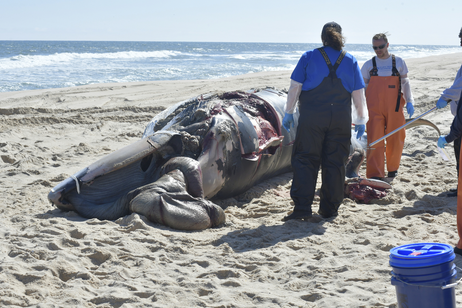 A team from AMSEAS  performs an necropsy on a minke whale that washed up on Mecox Beach in Bridgehampton on Wednesday.  DANA SHAW