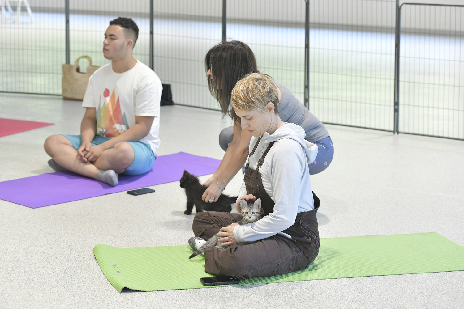 Kitten yoga at the ARF training facility.  DANA SHAW