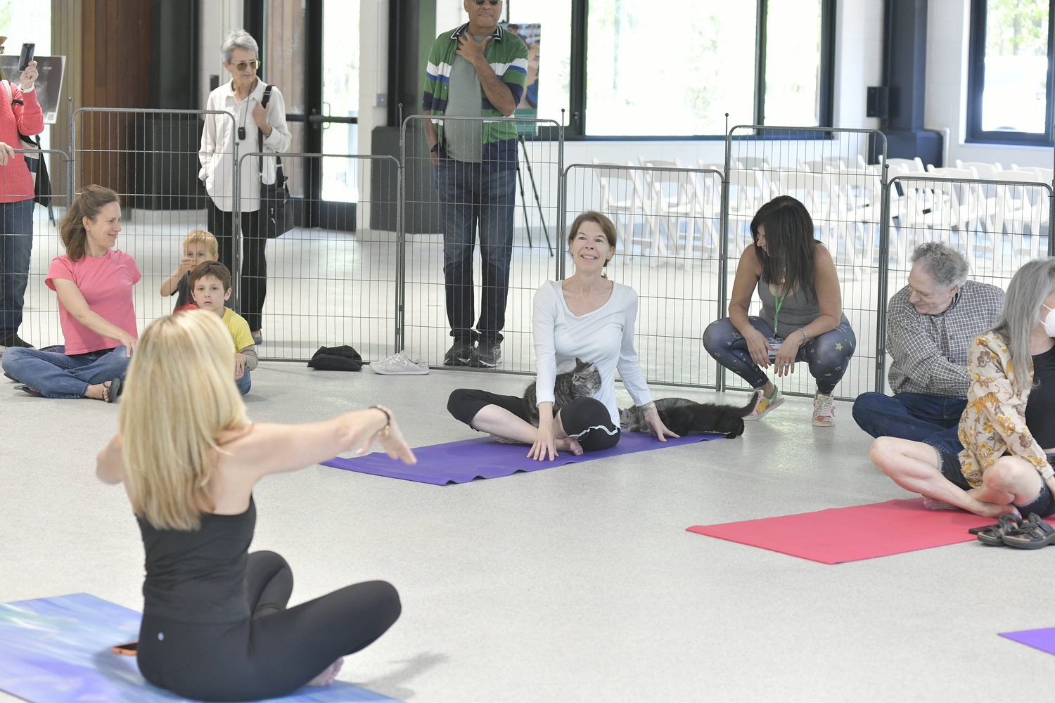 Kitten yoga at the ARF training facility.  DANA SHAW