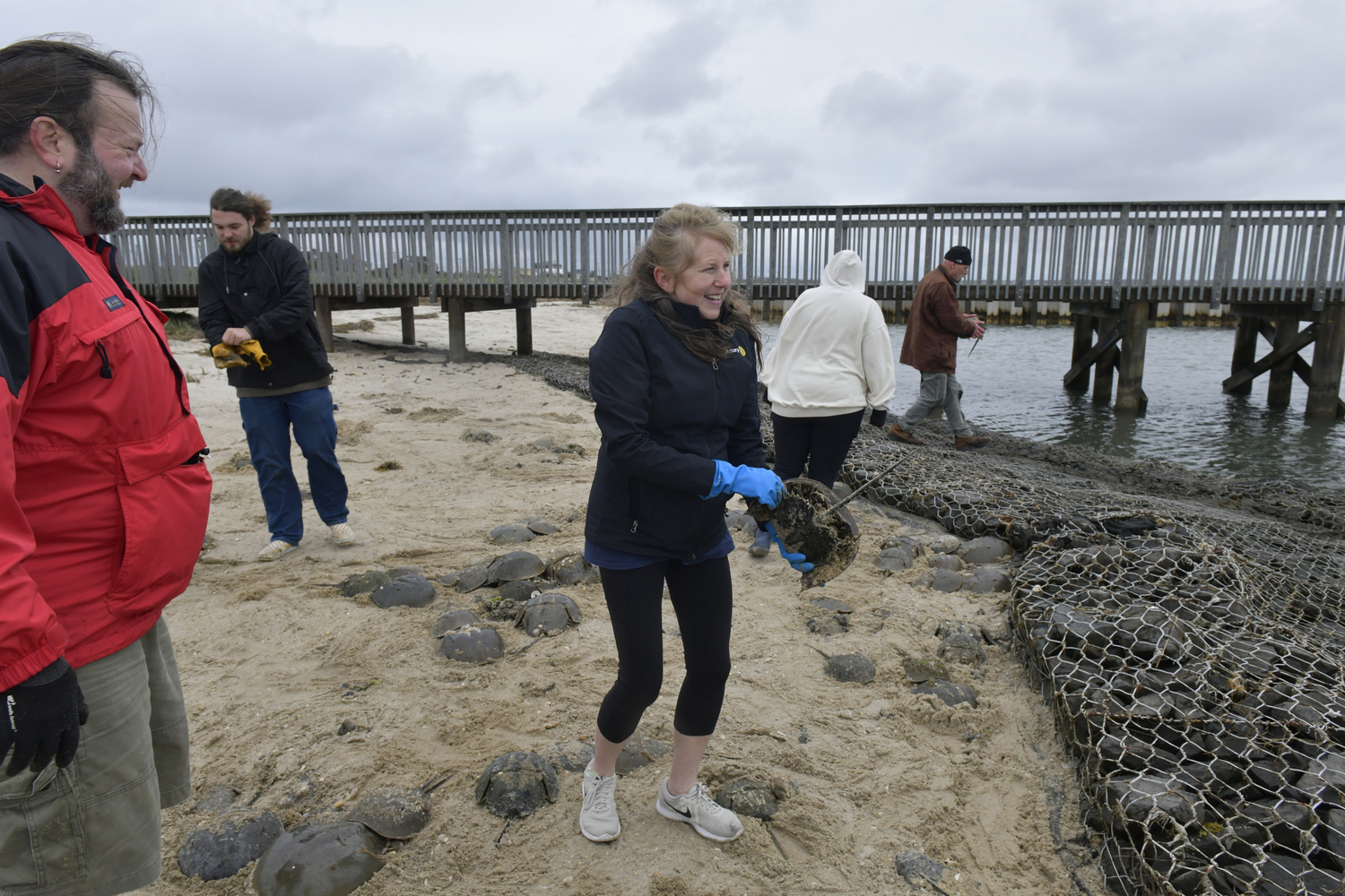 Volunteers answered a call for help from Carolyn Munaco to help move stranded horseshoe crabs over a rock and metal barrier at the Tiana Bayside Facility in Hampton Bays on Friday morning.  DANA SHAW