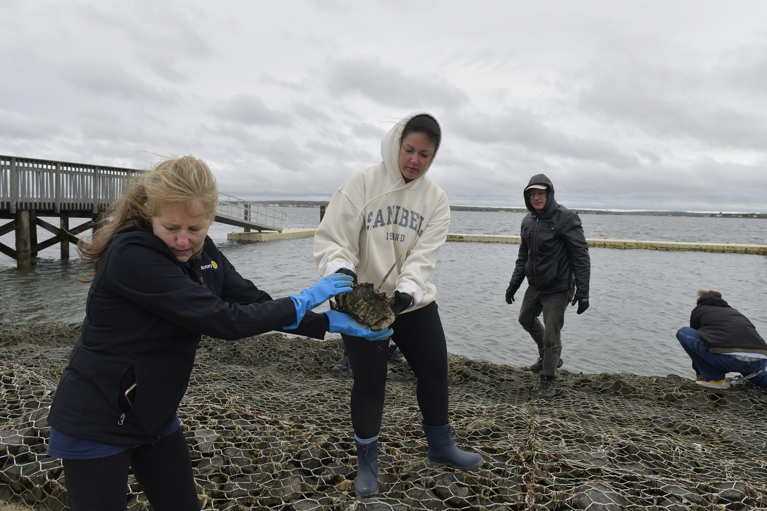 Julie Crowley and Lisa Sanabria help out horseshoe crabs on May 10 at the Tiana Bayside Facility in Hampton Bays.  DANA SHAW