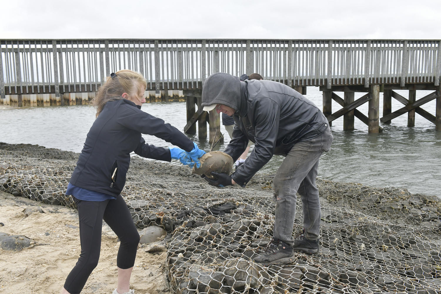 Julie Crowley and Tracy Kolsin move horseshoe crabs over the barrier at the Tiana Bayside Facility in Hampton Bays on morning of May 10.  DANA SHAW