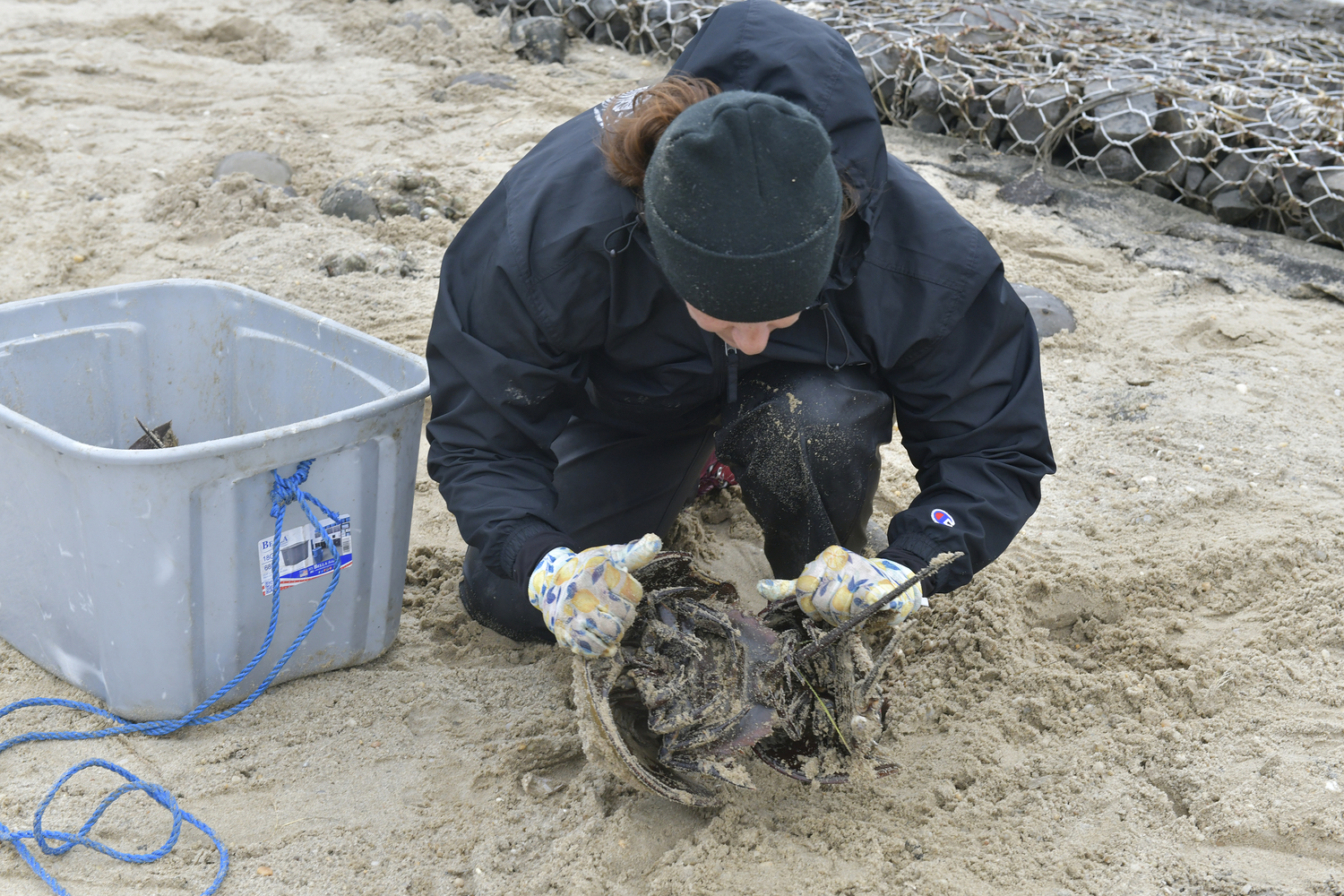Carolyn Munaco collects horseshoe crabs to return to the water on May 10 in Hampton Bays.  DANA SHAW