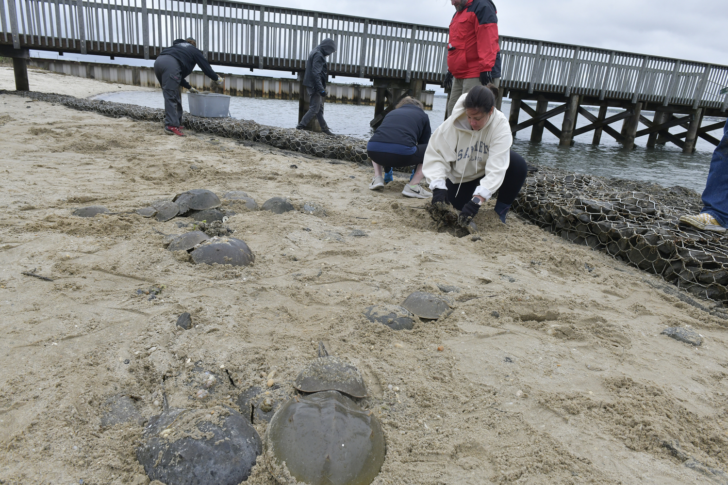 Volunteers answered a call for help from Carolyn Munaco to help move stranded horseshoe crabs over a rock and metal barrier at the Tiana Bayside Facility in Hampton Bays on Friday morning.  DANA SHAW