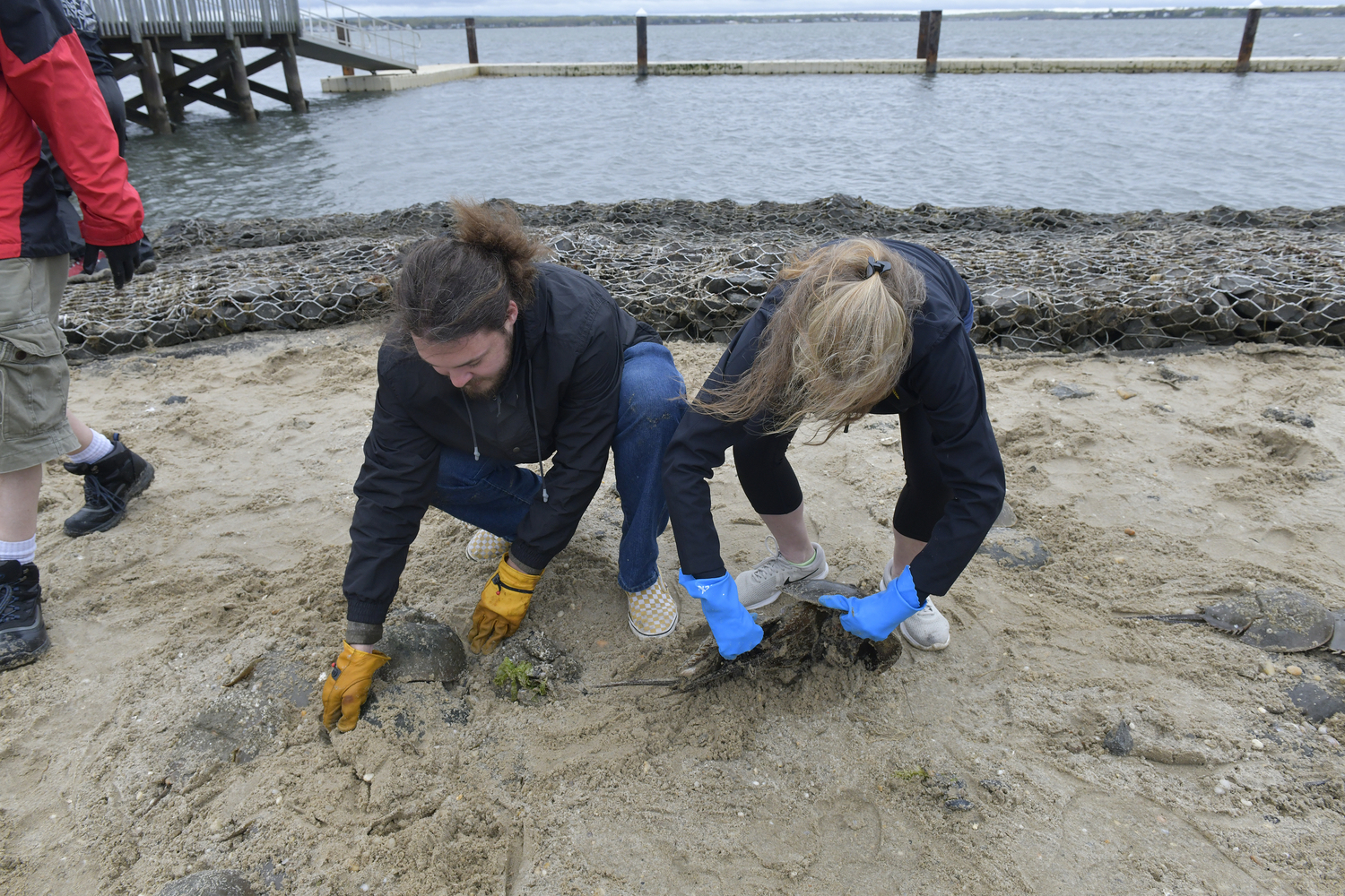 Thomas O'Connell and Julie Crowley unearth horseshoe crabs buried by the outgoing tide.  DANA SHAW