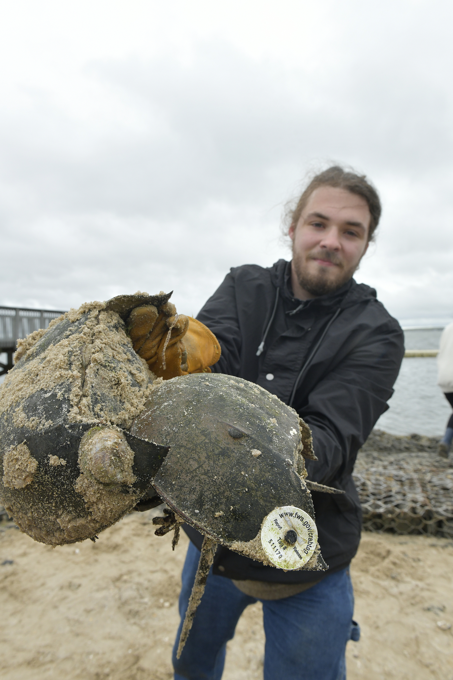 Thomas O'Connell locates a tagged horseshoe crab.  DANA SHAW