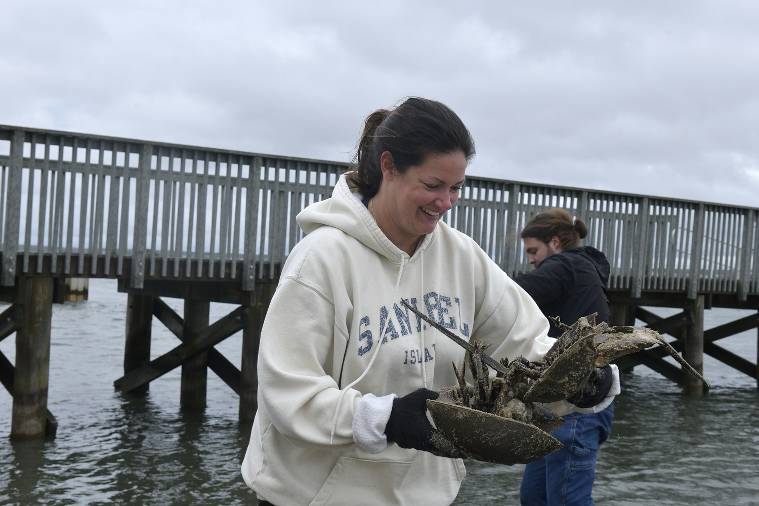 Lisa Sanabria helps out a horseshoe crab. The smaller male crab is still attached to the female for mating purposes.  DANA SHAW
