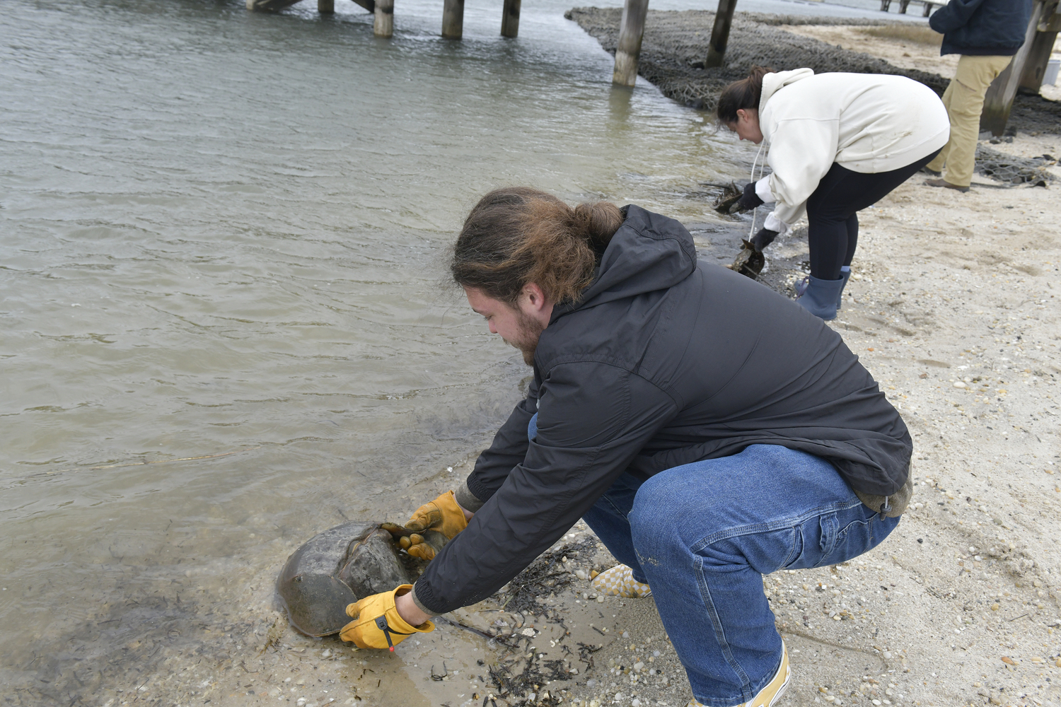 Thomas O'Connell releases a stranded horseshoe crab at the Tiana Bayside Facility on May 10.  DANA SHAW