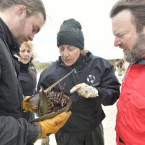 Carolyn Munaco, center, examines a horseshoe crab with Thomas O'Connell and John Jones.   DANA SHAW