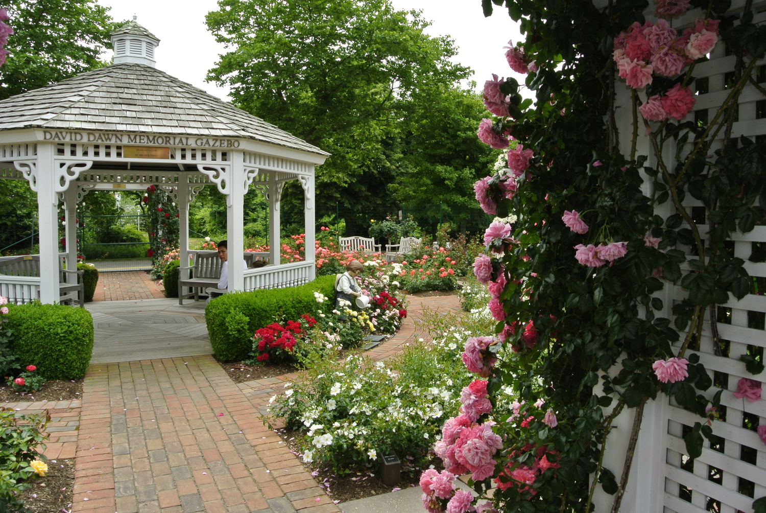 One of the crown jewels of the Southampton Rose Society is the garden at the Rogers Memorial Library. DANA SHAW