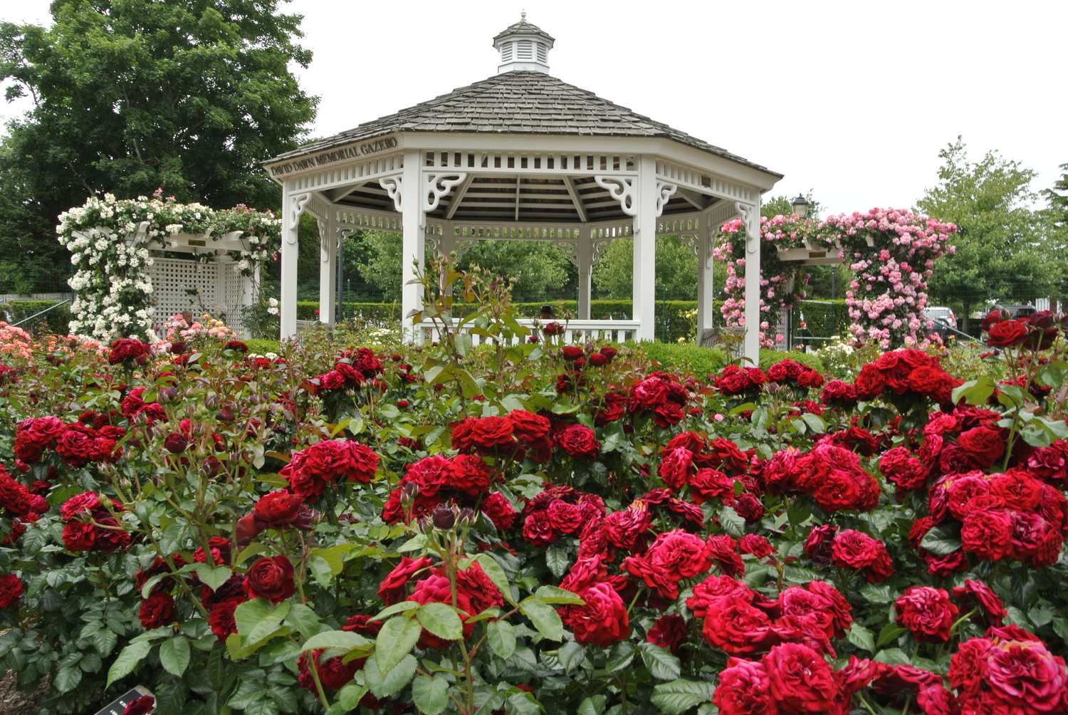 One of the crown jewels of the Southampton Rose Society is the garden at the Rogers Memorial Library. DANA SHAW