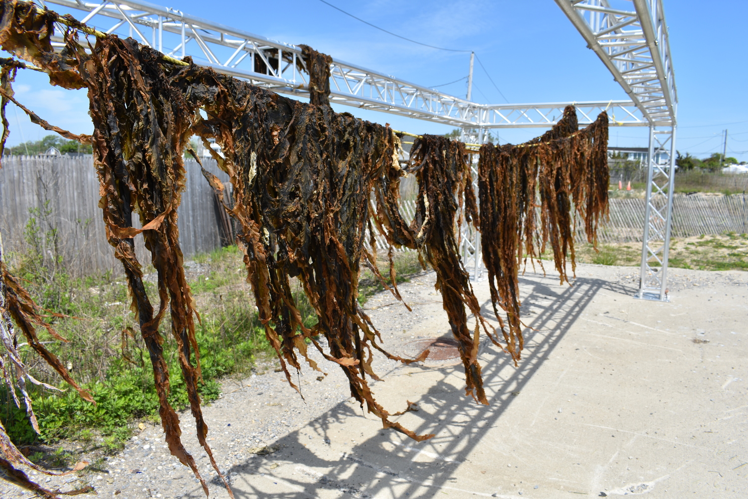 The first permitted commercial kelp harvest in New York State drying on Brookhaven Town property in Mastic Beach.  BRENDAN J. O'REILLY