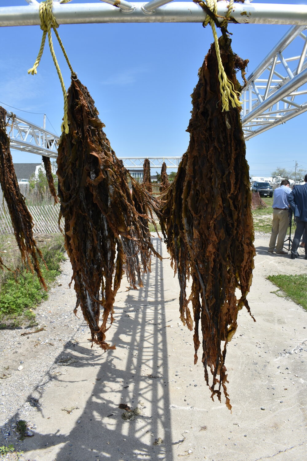 The first permitted commercial kelp harvest in New York State drying on Brookhaven Town property in Mastic Beach.  BRENDAN J. O'REILLY