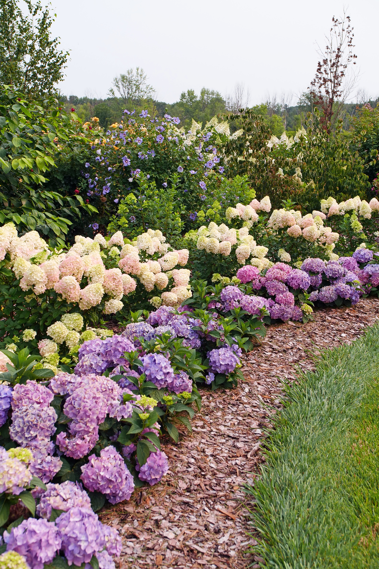 SPRING MEADOW NURSERY