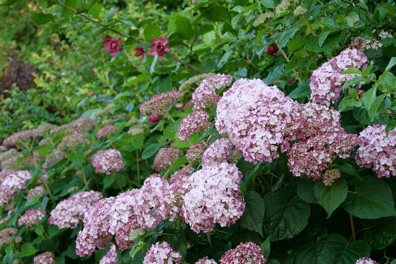 SPRING MEADOW NURSERY