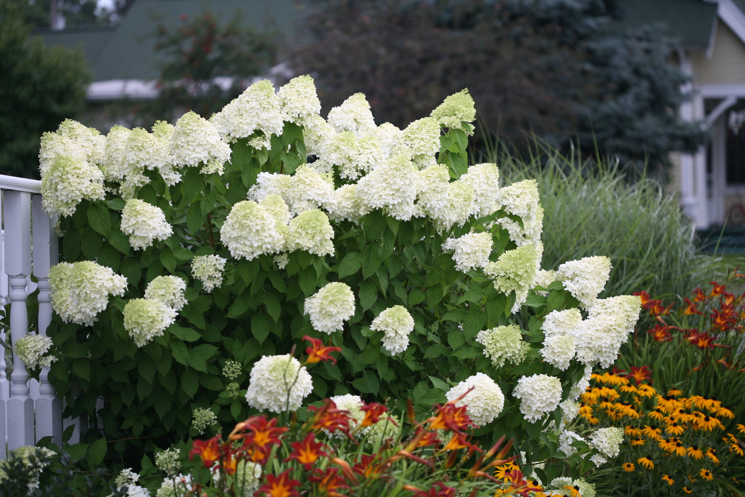 SPRING MEADOW NURSERY