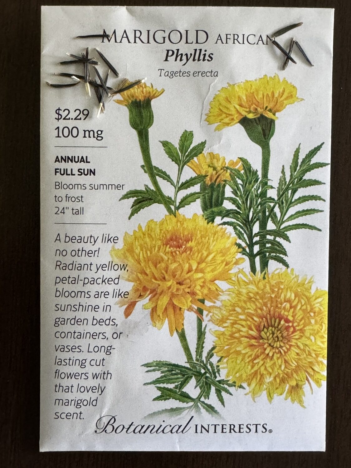 Marigold seeds (top left and right corners) are about a half inch long and easy to handle. When sown at home in cell packs late in the spring, they make great late-planted plants that will bloom later in the summer until frost. You can also direct sow them in the garden, and now’s the time. ANDREW MESSINGER