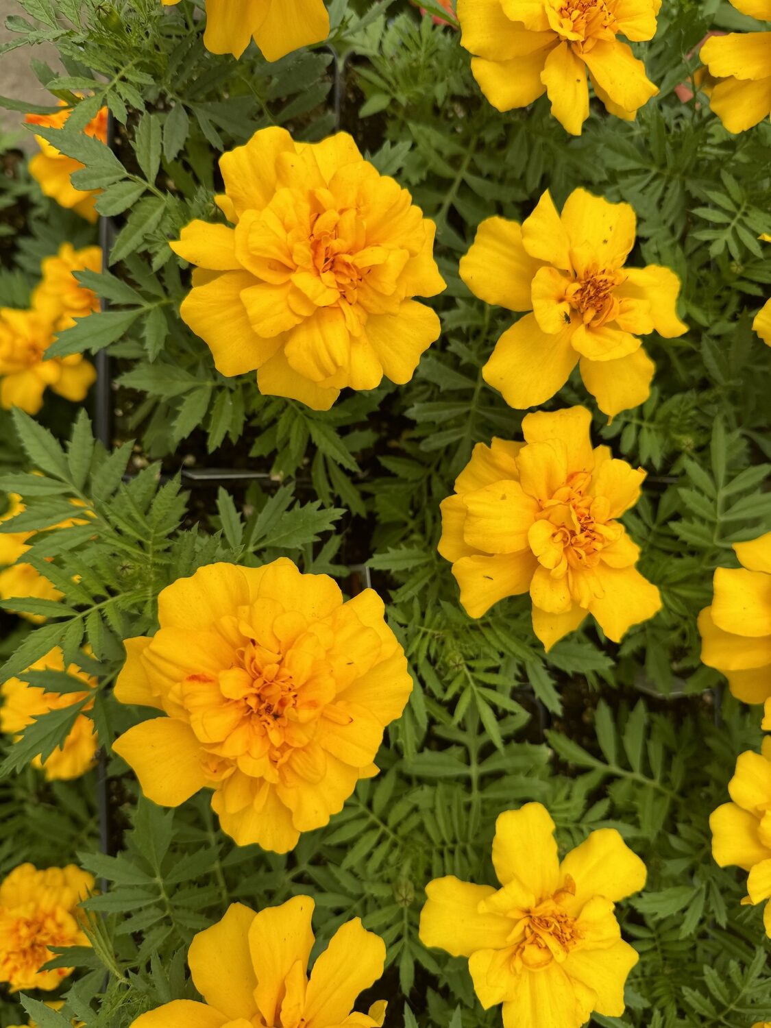 Marigold Endurance Sunset Gold is a triploid marigold with double flowers with a compact French marigold habit. It’s sterile though and not intended as a pollinator.  However, it’s very heat tolerant and long-blooming at 12 to 16 inches tall.
ANDREW MESSINGER