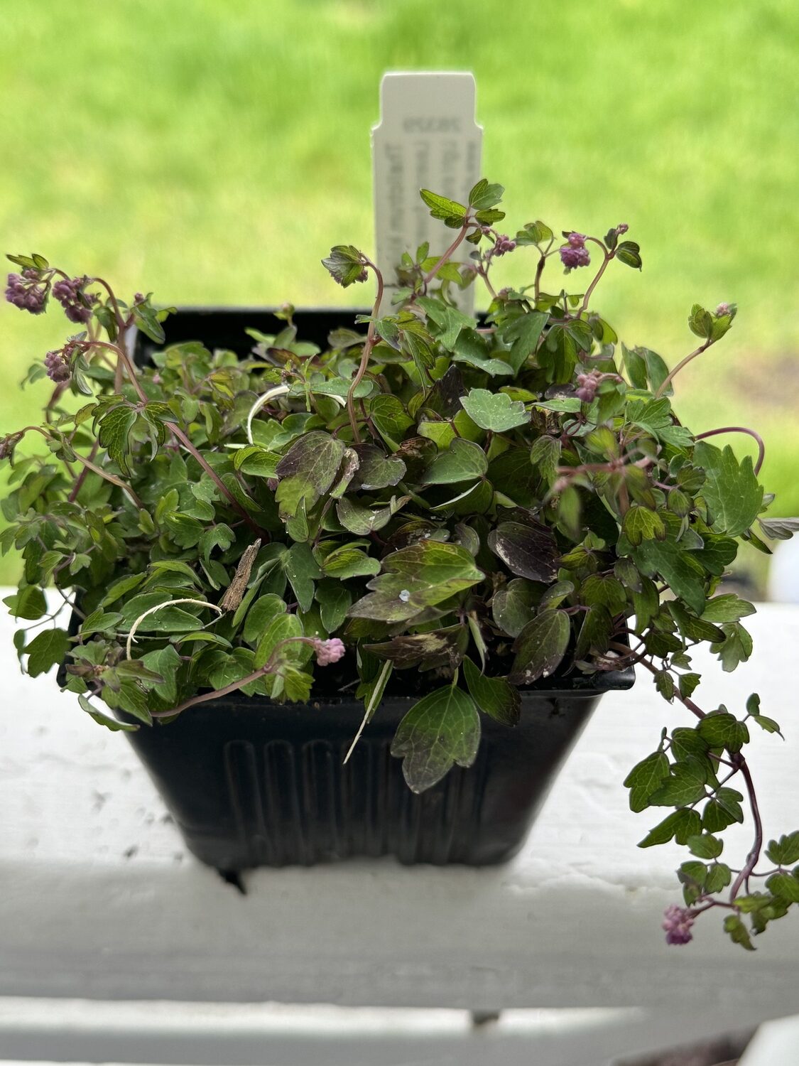 Unlike its cousins that grow to 6 to 10 feet tall, this Thalictrum kiusianum is 3 inches tall at best. Native to Japan and Korea, the hope is that it will become a groundcover near its relatives. A great example of diversity within a genus.  ANDREW MESSINGER