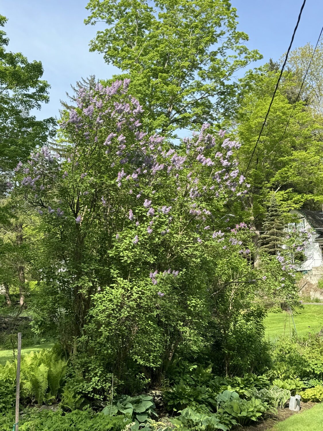 This 20-foot-tall lilac provides summer shade to the Hosta bed below it. But a lack of pruning (and a tall enough ladder) has resulted in the plant only flowering at the top with just a few flowers on the bottom where it was pruned back last year. Some things just slip by and still look nice.  ANDREW MESSINGER