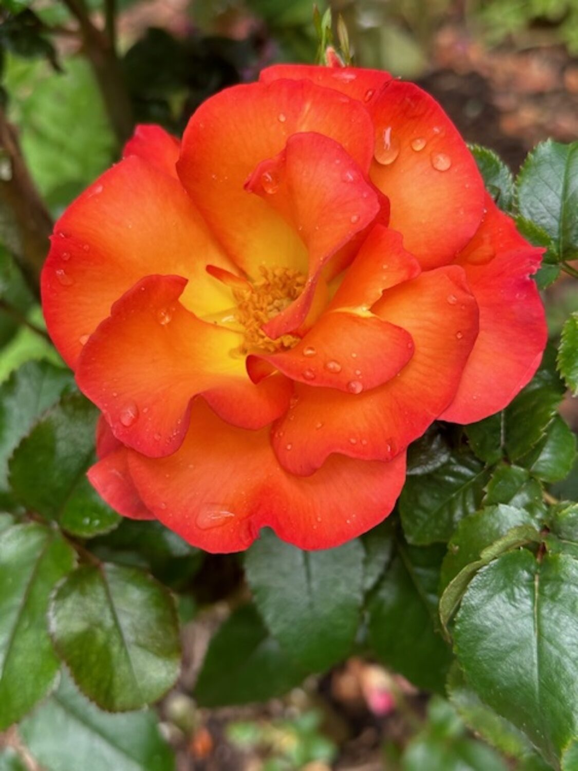 Wendy Serkin has a wide variety of roses in the garden at her Southampton home. WENDY SERKIN