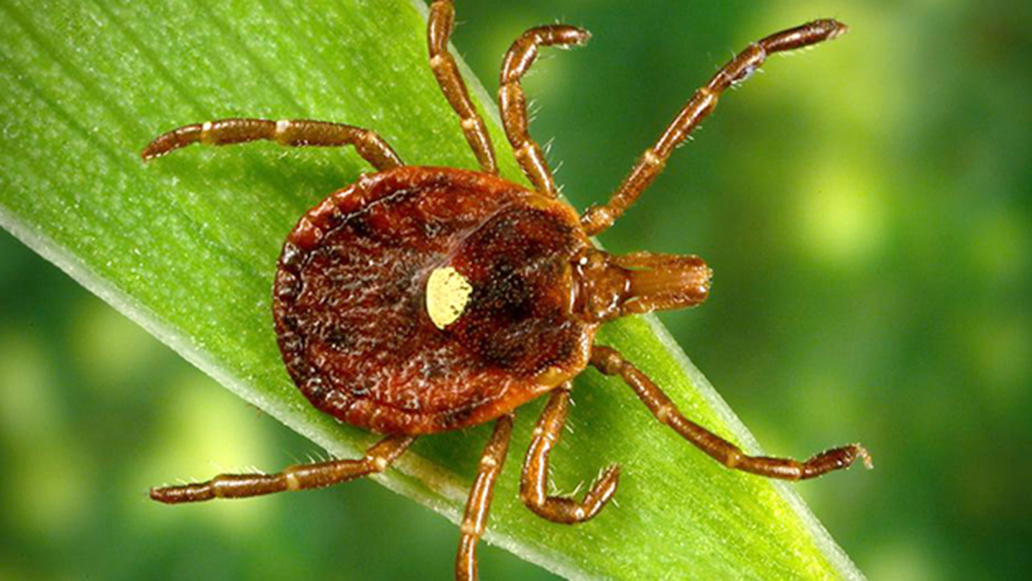 Lone Star ticks have become the dominant tick species on the East End, transmitting various diseases including the alpa gal meat allergy.