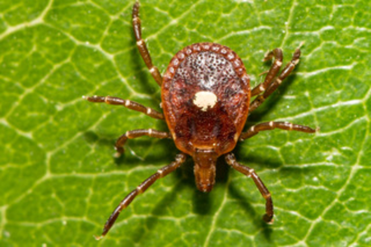 Lone Star ticks have become the dominant tick species on the East End, transmitting various diseases including the alpa gal meat allergy.