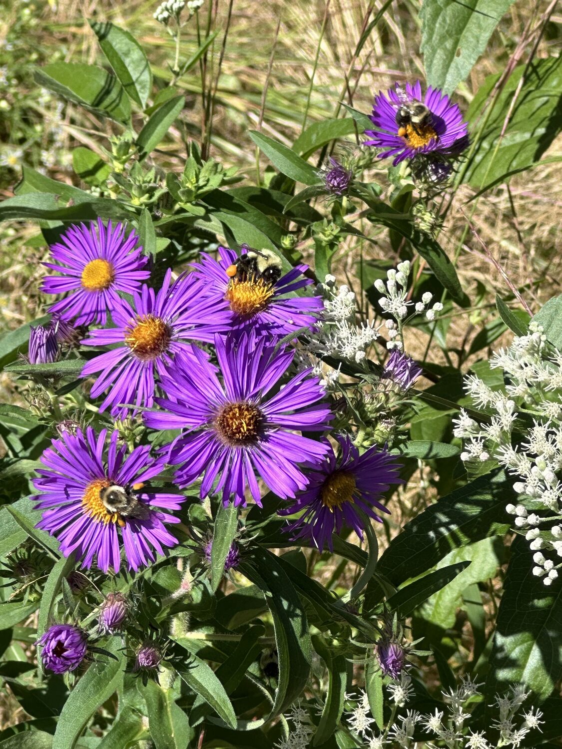 One of the many plants that will be available for purchase and planting is the New England aster – a bee’s best friend.