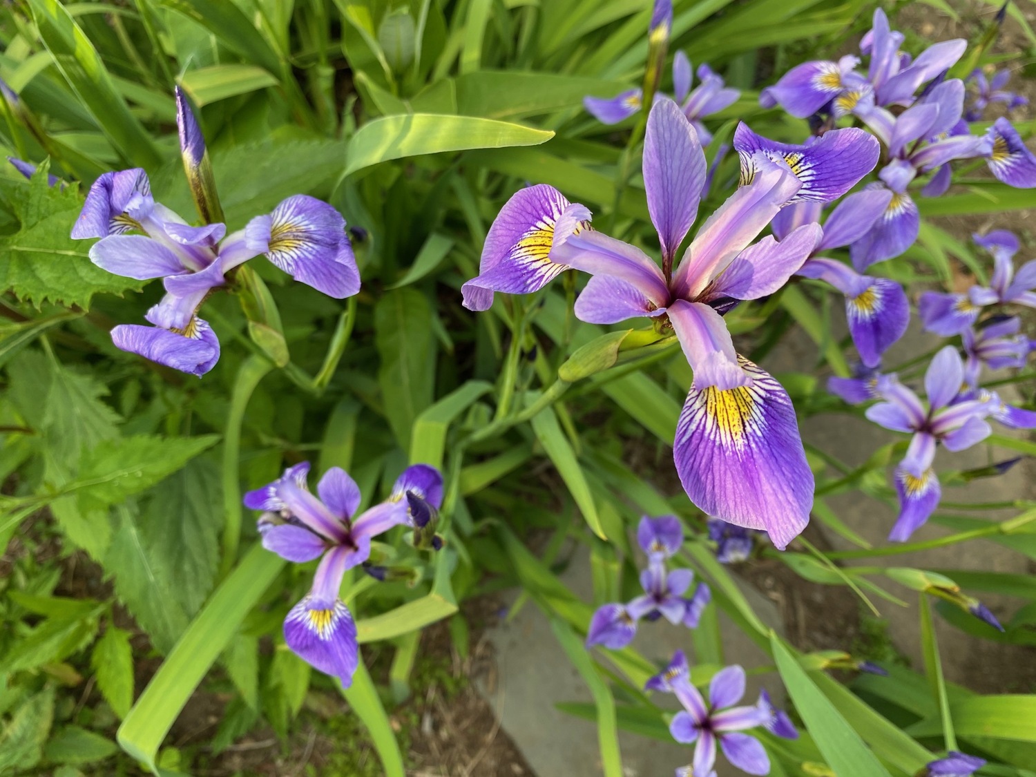The blue flag iris is not only stunning for the garden but helps maintain native wildlife to help the ecosystem.