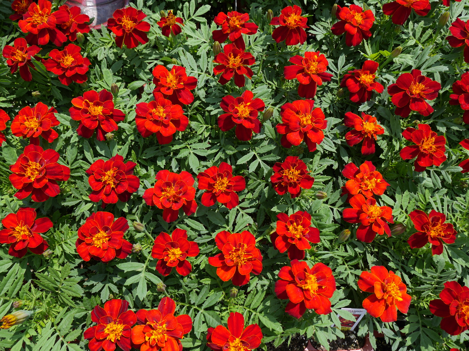 These mahogany and gold marigolds are bedding types that are available in heights from 8 to 12 inches. Most are good for pollinators, but watch for spider mites on the foliage when the summer gets hot and dry. ANDREW MESSINGER