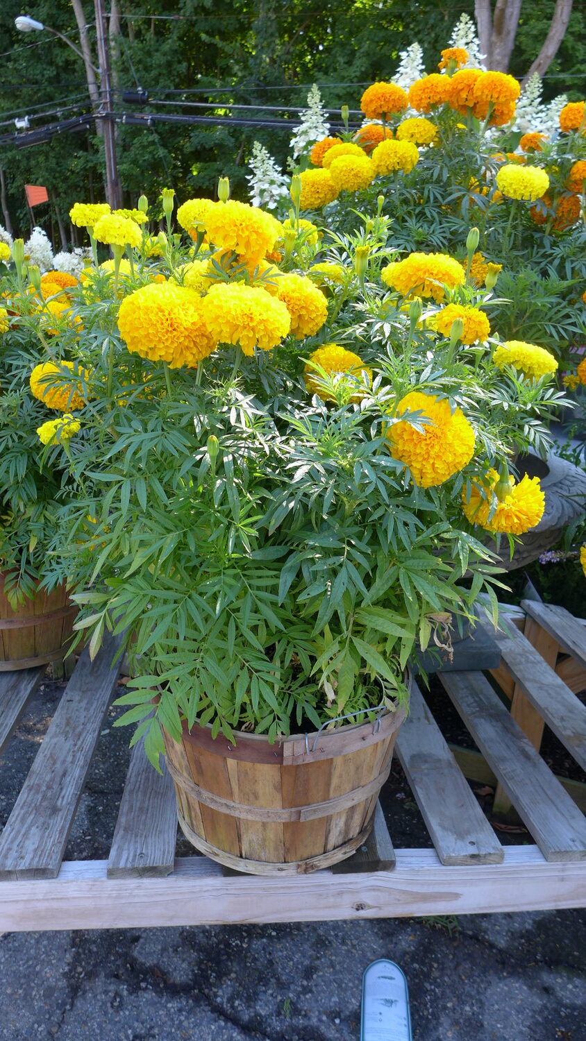 As we get later into the gardening season you can find marigolds at garden centers in larger containers. Great for instant gardens, a Hamptons necessity for party season. Great for filling in large spaces and containers. This American-type marigold is about 15 to 18 inches tall, was photographed in June and is in a half-bushel basket. ANDREW MESSINGER