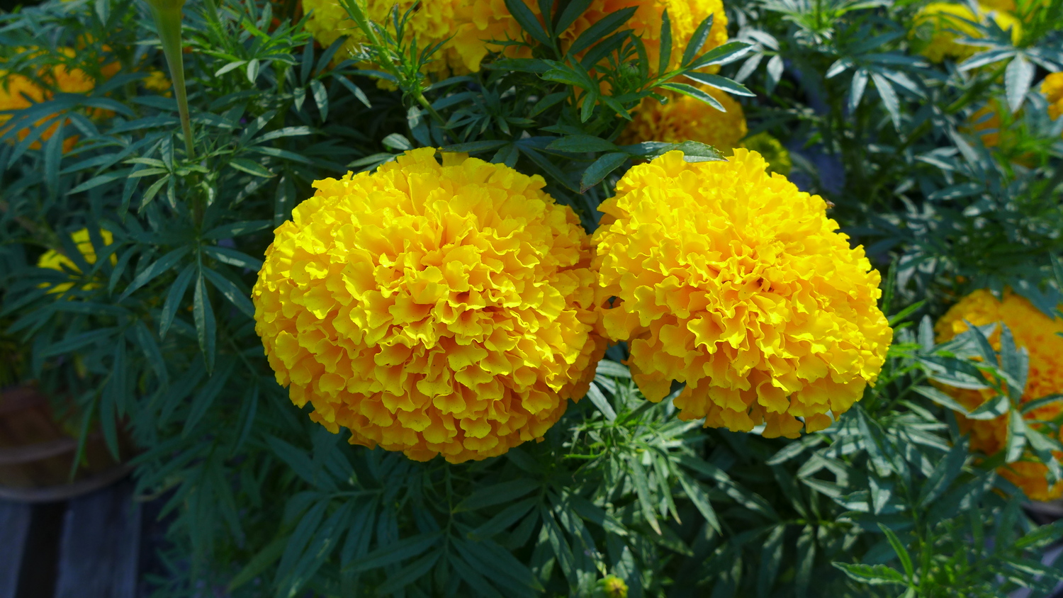 Fully double marigolds like these are available in varieties that grow from eight to over 15 inches tall.  While very versatile, these 