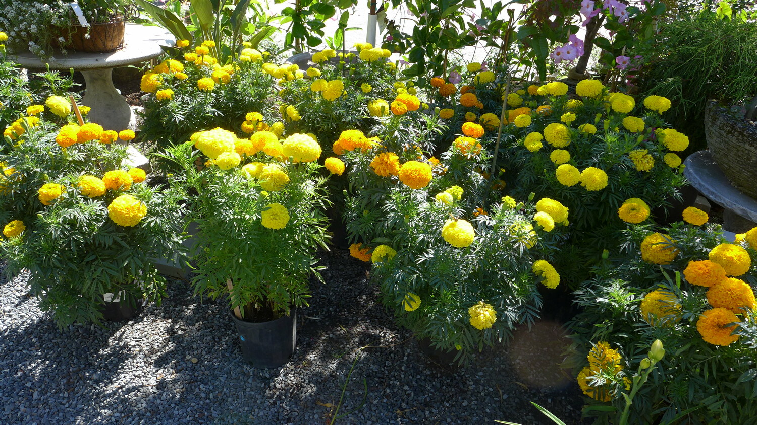 As we get later into the season, large pots of taller marigolds will show up at garden centers. These appeal to weekenders who want instant size and color but you have to pay dearly for the large, established plants. ANDREW MESSINGER