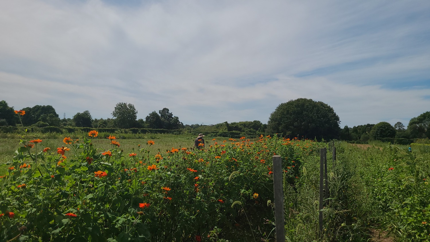 Summer flowers growing at Quail Hill Farm in Amagansett. COURTESY PECONIC LAND TRUST