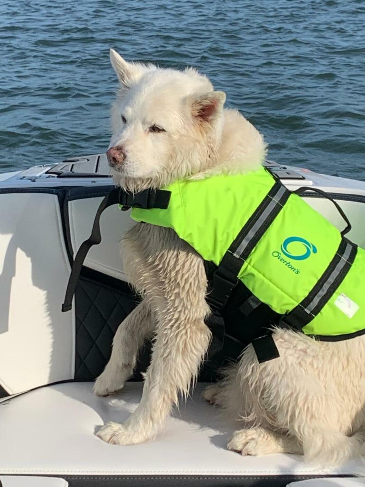Rico, the boating doggo.