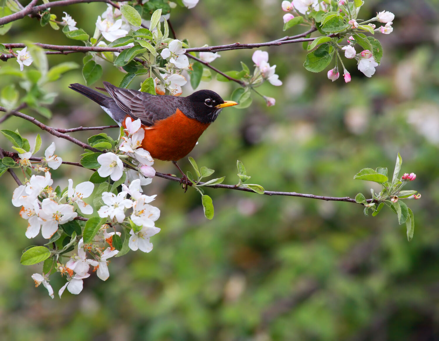 American Robin