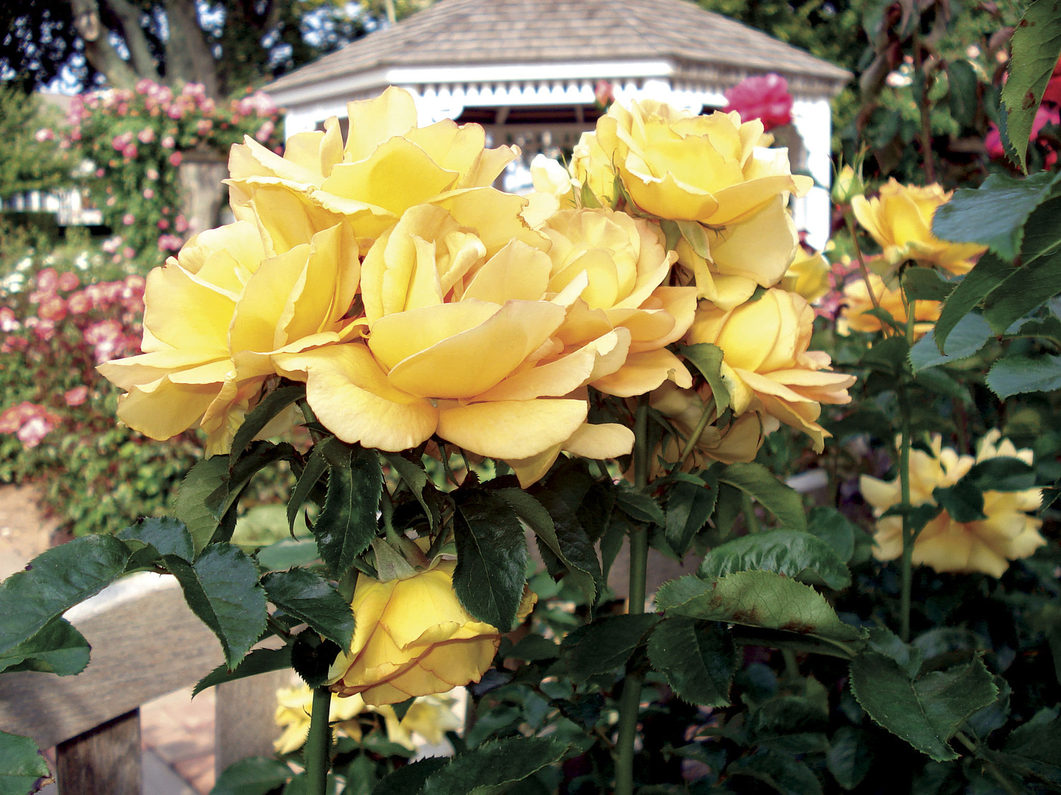 One of the crown jewels of the Southampton Rose Society is the Southampton Rose Garden at Rogers Memorial Library. DANA SHAW