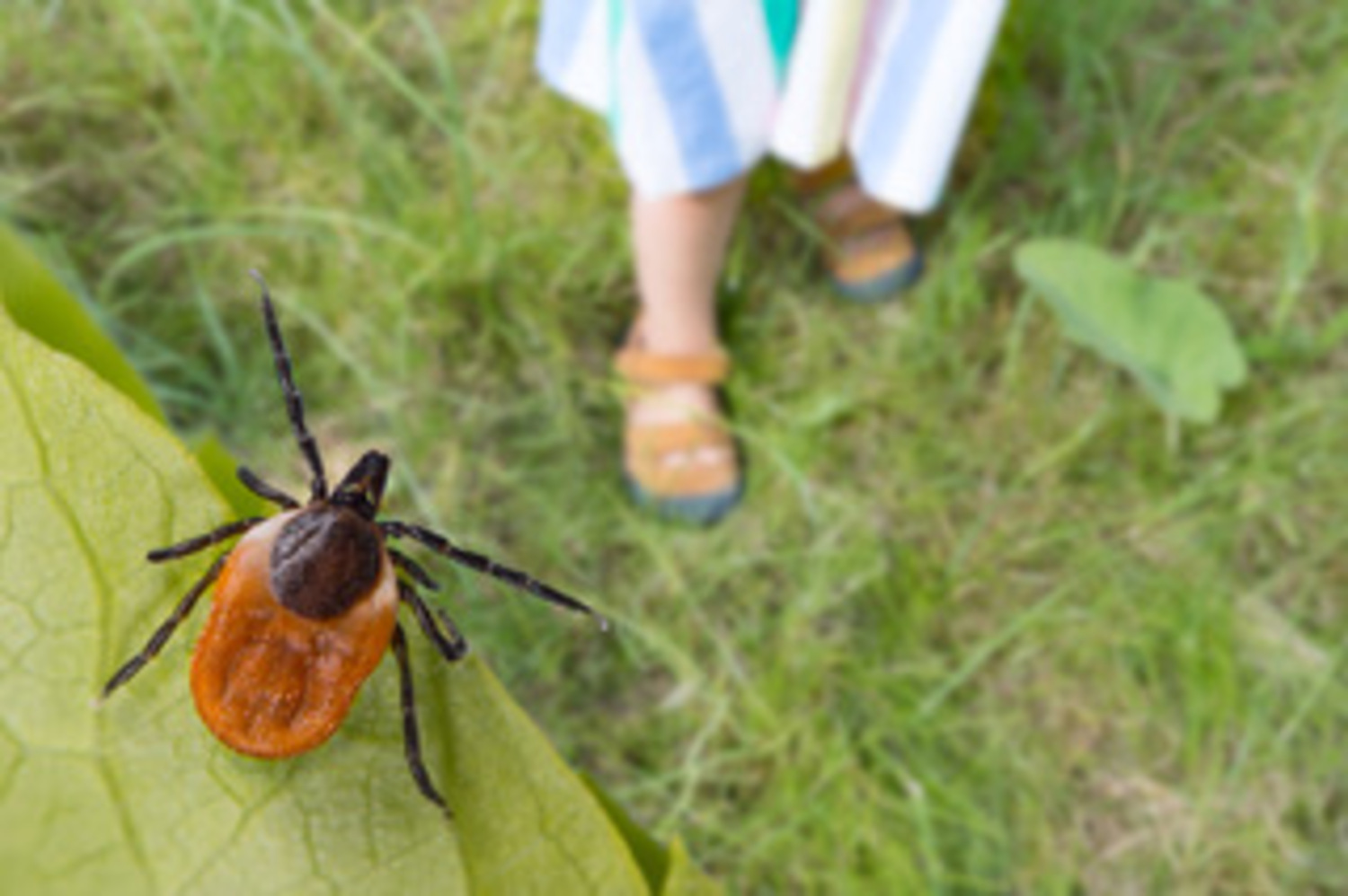Protecting Your Landscape, and Family, From Ticks