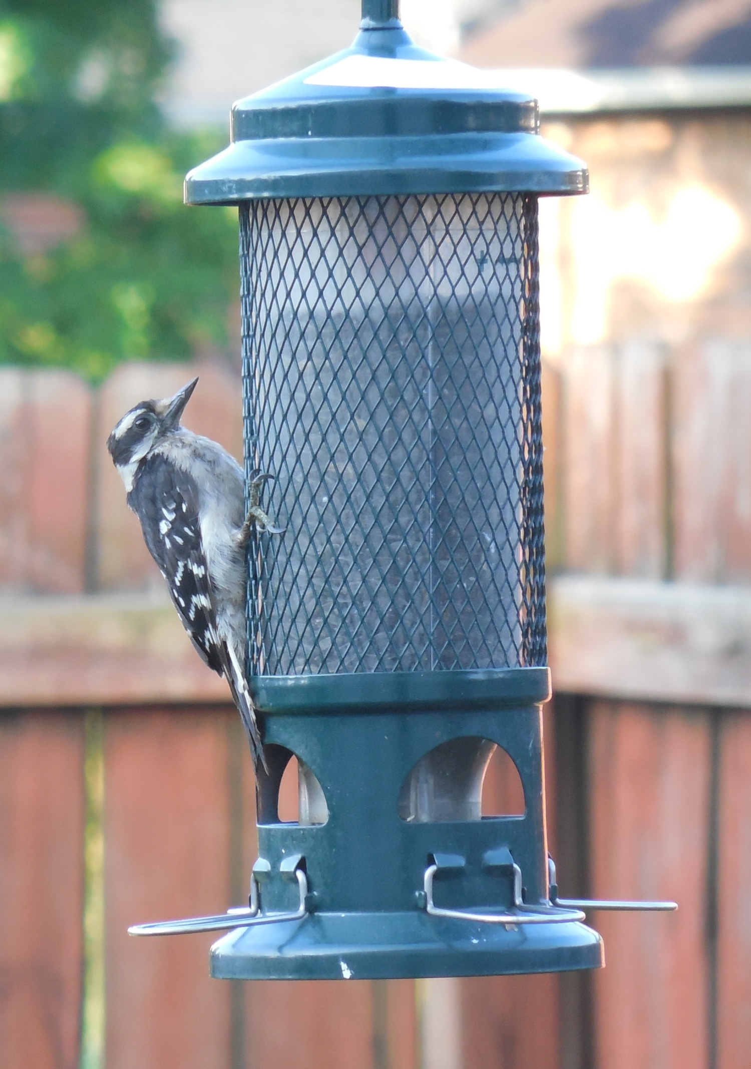 Woodpecker on a suet feeder