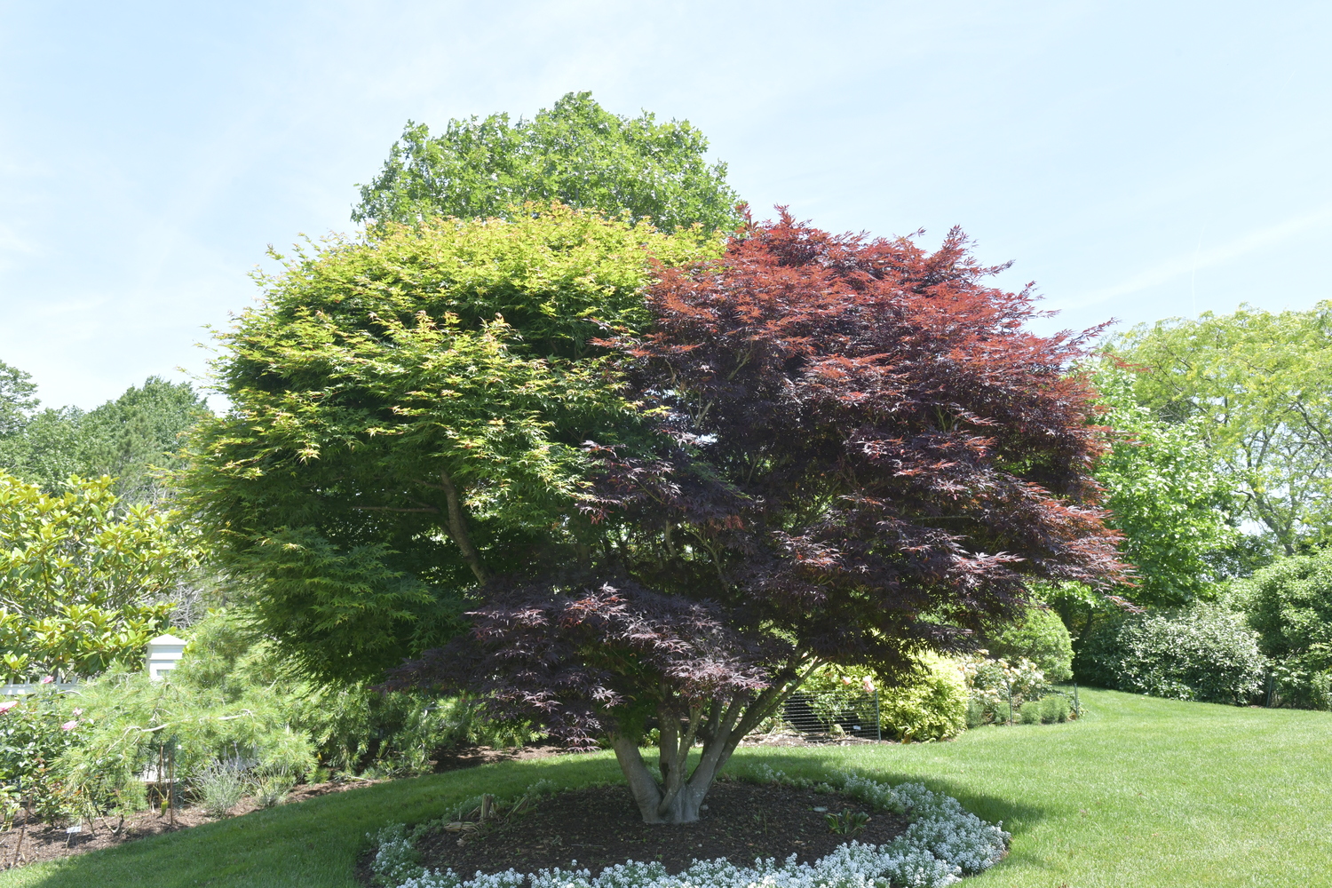An unusual anomaly a Japanese Maple Tree, half red and half green.  DANA SHAW