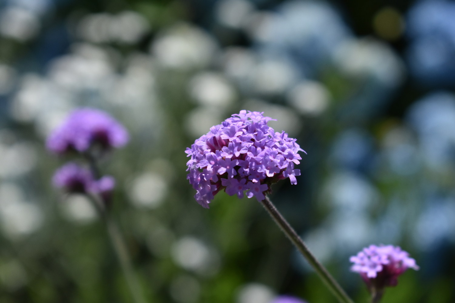 Purpletop vervain in Jane Iselin's garden. BRENDAN J. O'REILLY