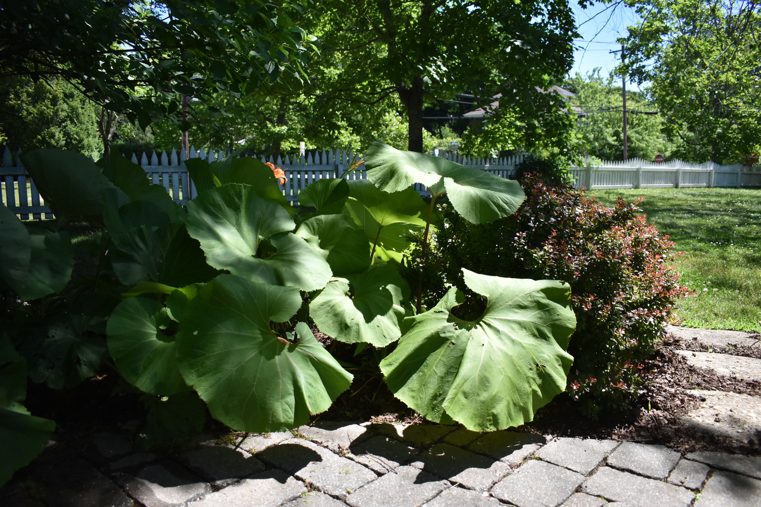 Jane Iselin's Bridgehampton garden.  BRENDAN J. O'REILLY