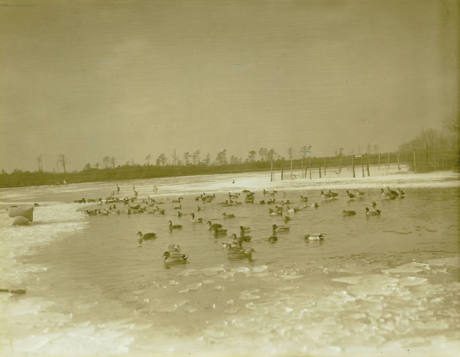 Flocks on the Old Ice Pond in 1937. COURTESY QUOGUE LIBRARY