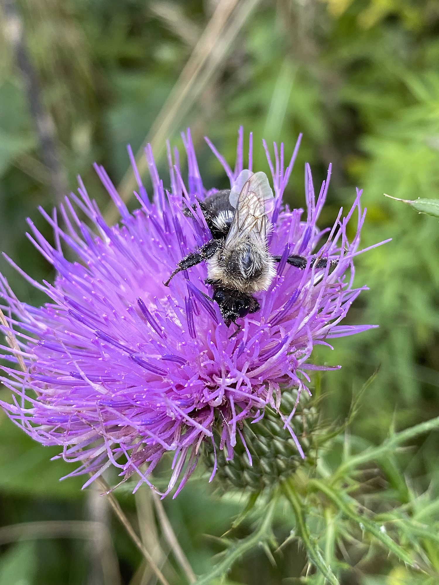 Publicity and concern around the decline of honeybees has been a boon for native bees, such as bumblebees. When gardeners and landscapers refrain from using pesticides, all beneficial insects win.  DANA SHAW