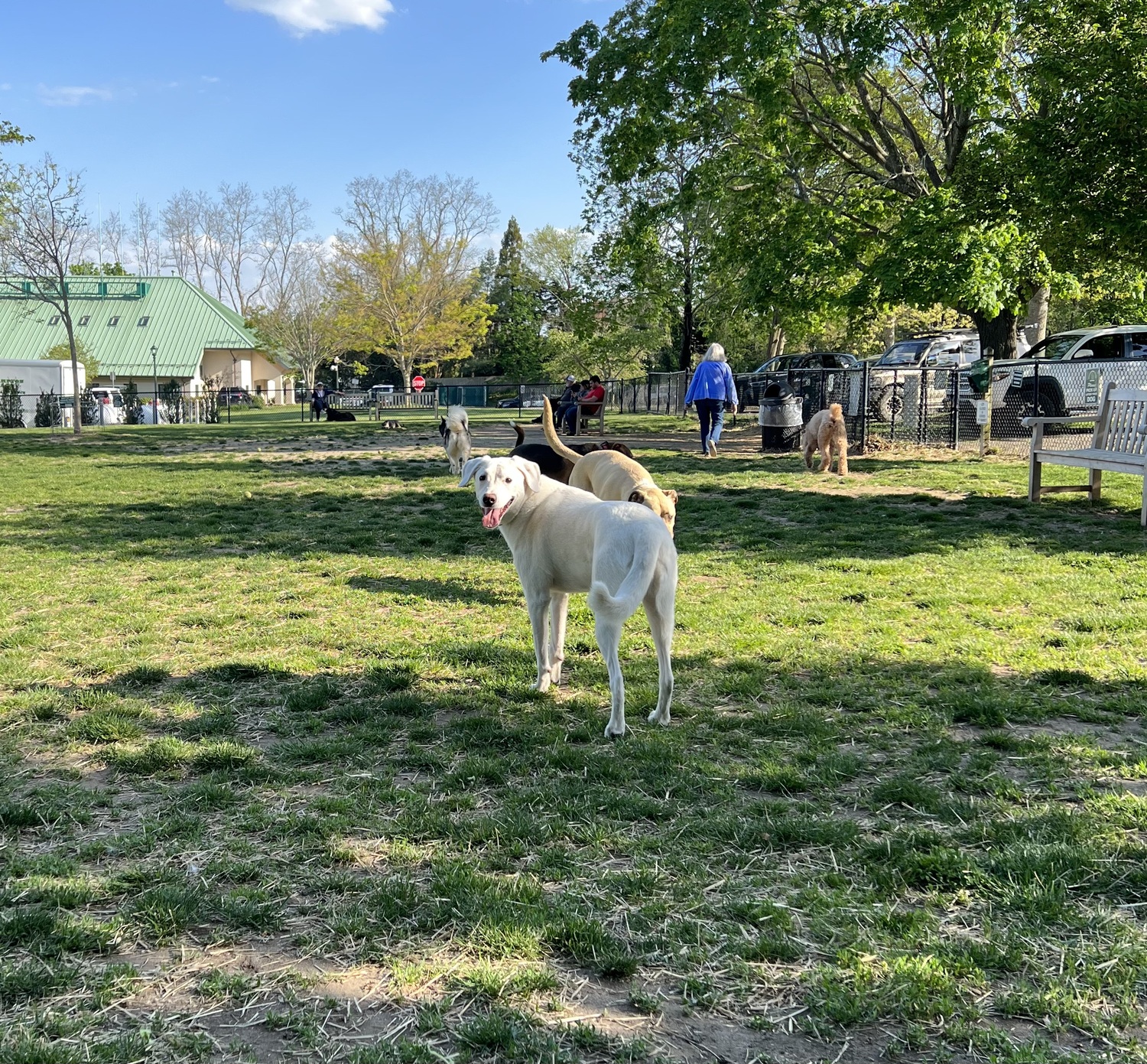 Furry friends at the dog park.