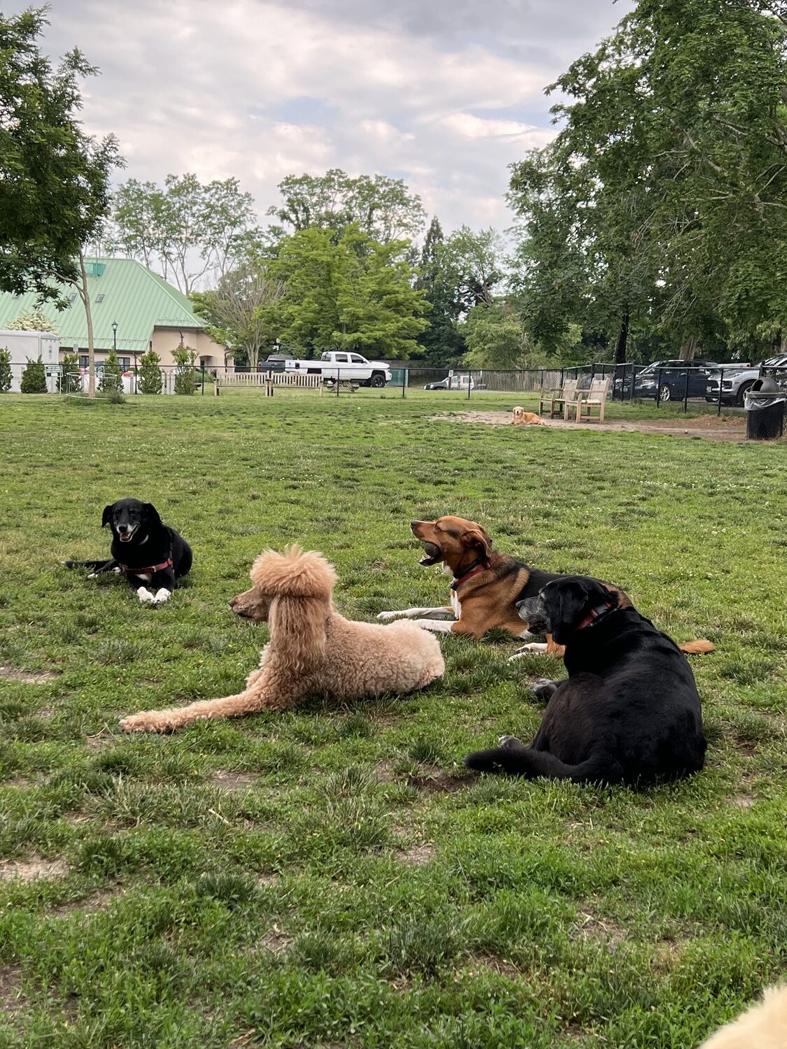 Furry friends at the dog park.