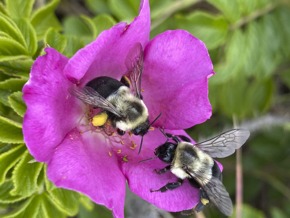 Publicity and concern around the decline of honeybees has been a boon for native bees, such as bumblebees. When gardeners and landscapers refrain from using pesticides, all beneficial insects win.  DANA SHAW