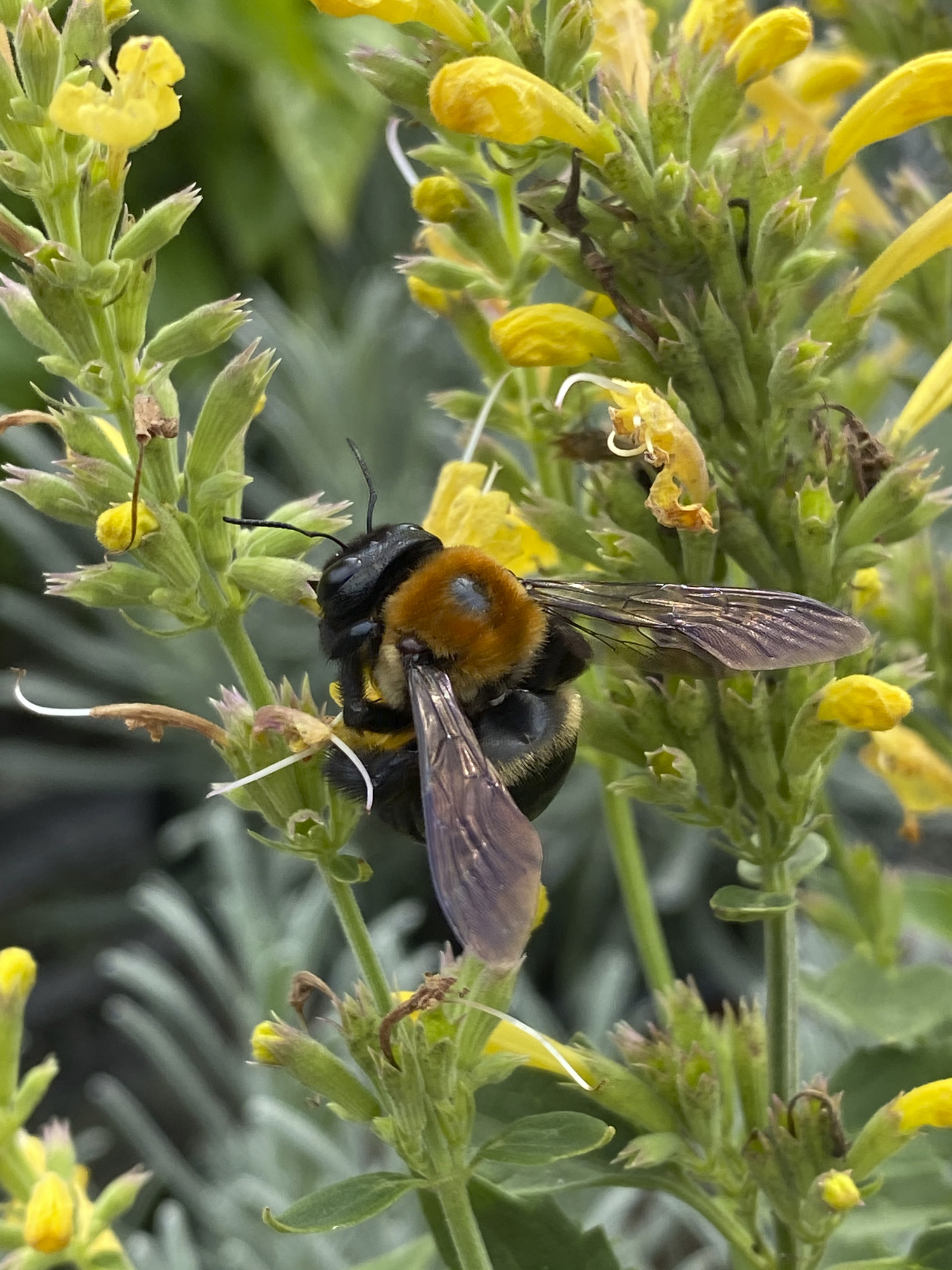 Publicity and concern around the decline of honeybees has been a boon for native bees, such as bumblebees. When gardeners and landscapers refrain from using pesticides, all beneficial insects win.  DANA SHAW