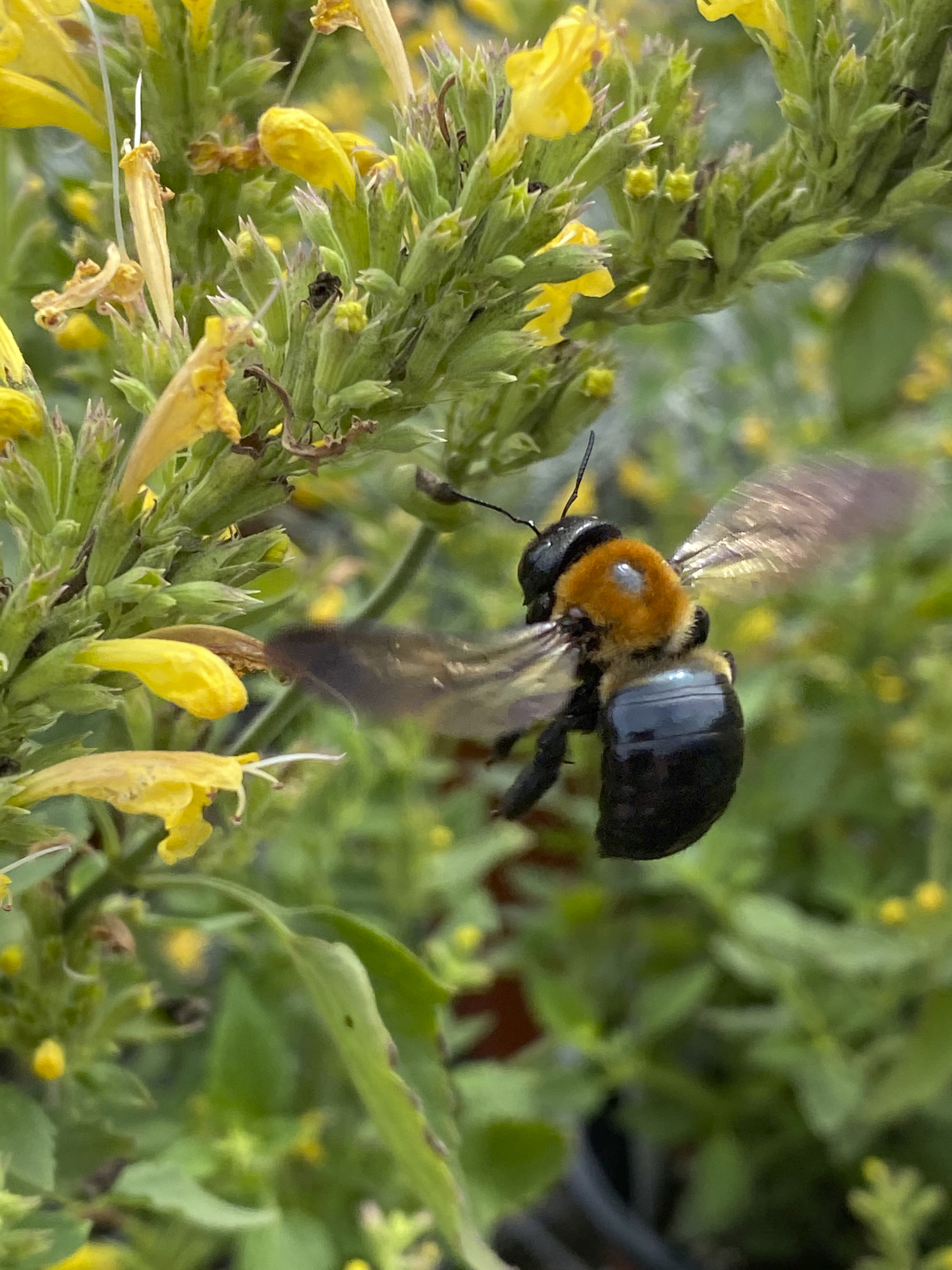 Publicity and concern around the decline of honeybees has been a boon for native bees, such as bumblebees. When gardeners and landscapers refrain from using pesticides, all beneficial insects win.  DANA SHAW